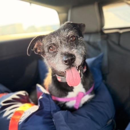 Enlarge Tarah, a Adoptable Mixed Breed in Houston, TX image 5/6