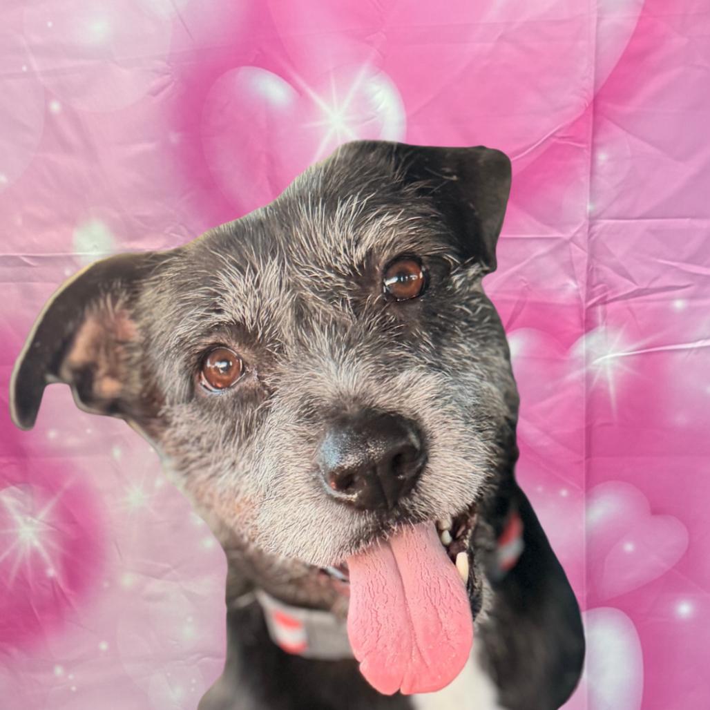 Enlarge Tarah, a Adoptable Mixed Breed in Houston, TX image 6/6