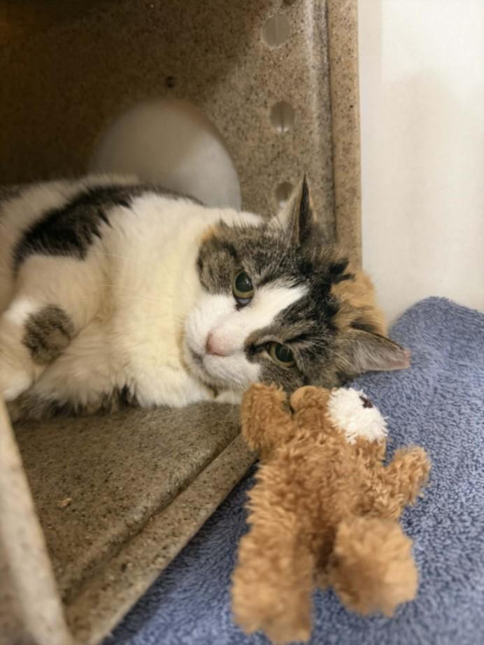 SUKI, Adoptable, Adult Female Domestic Short Hair.