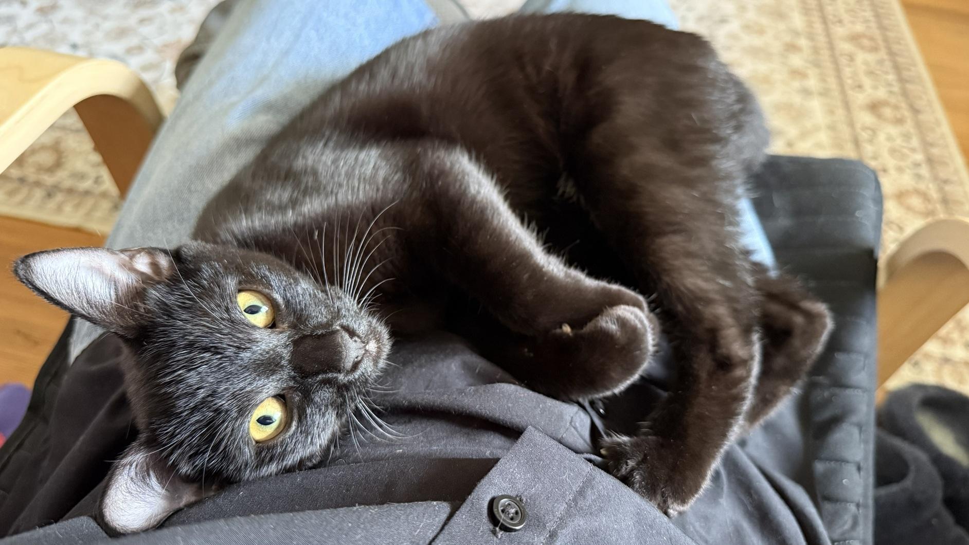 Enlarge Maxine and Robin (bonded pair, reduced adoption fee), a Adoptable Domestic Short Hair in Melrose, MA image 5/6