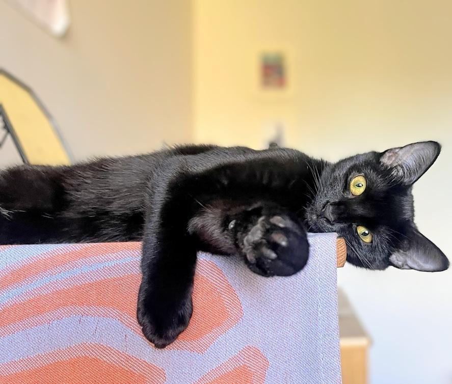 Enlarge Maxine and Robin (bonded pair, reduced adoption fee), a Adoptable Domestic Short Hair in Melrose, MA image 3/6