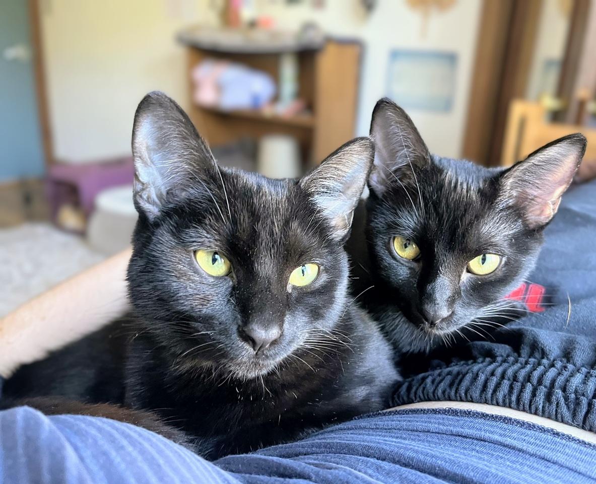 Maxine and Robin (bonded pair, reduced adoption fee) photo