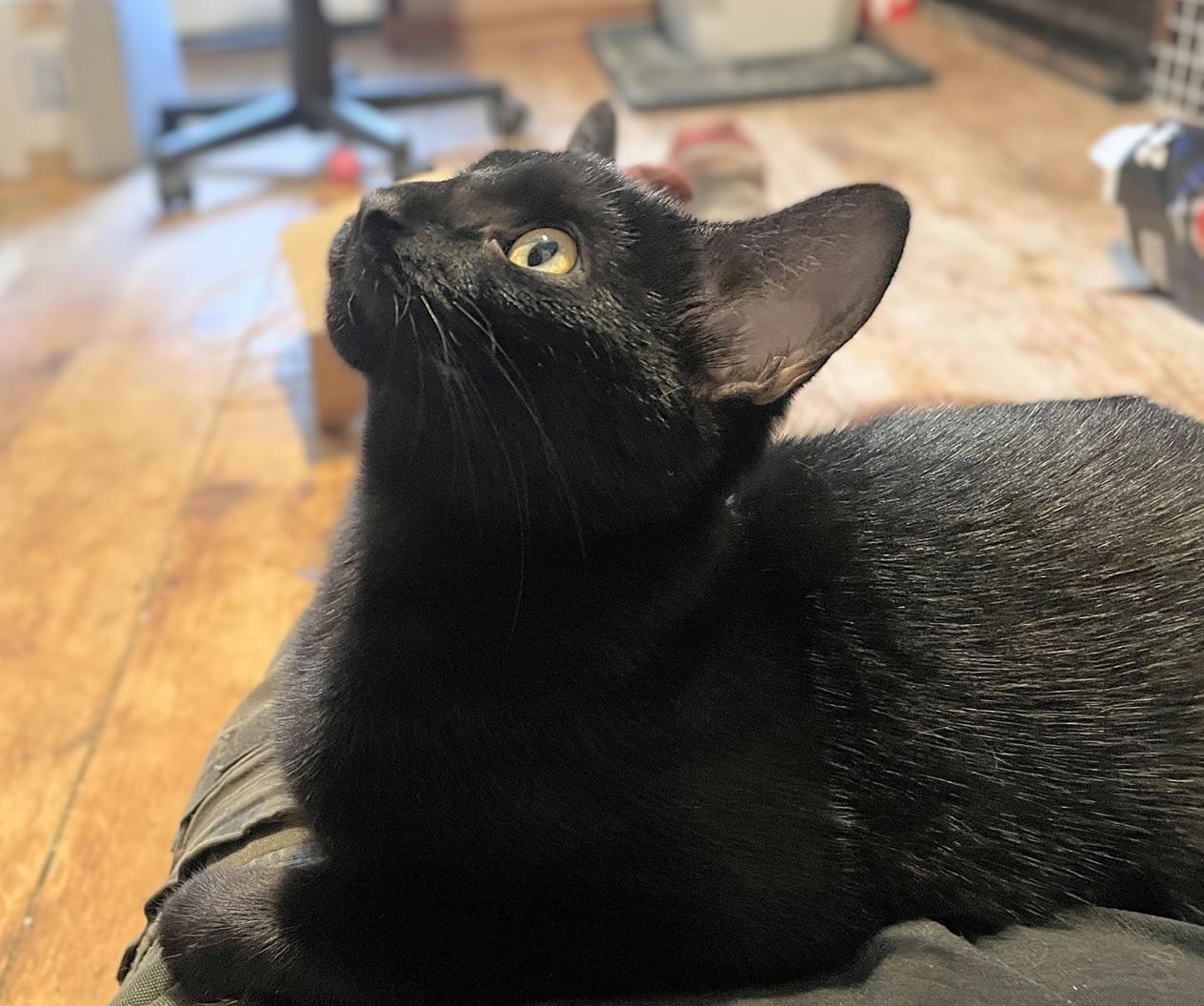 Enlarge Maxine and Robin (bonded pair, reduced adoption fee), a Adoptable Domestic Short Hair in Melrose, MA image 4/6