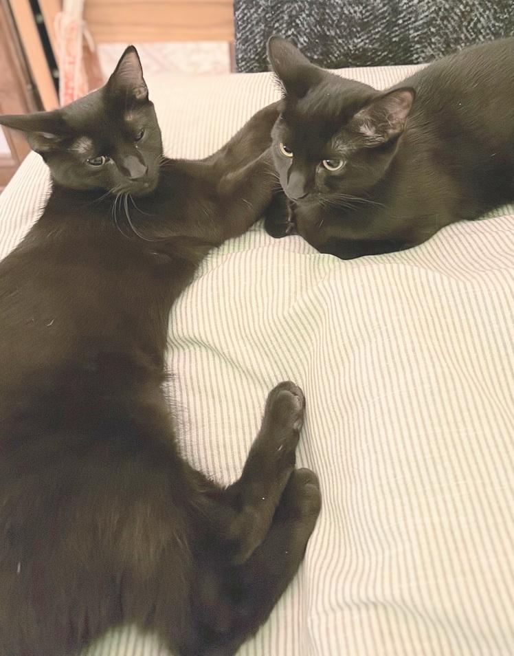 Enlarge Maxine and Robin (bonded pair, reduced adoption fee), a Adoptable Domestic Short Hair in Melrose, MA image 2/6