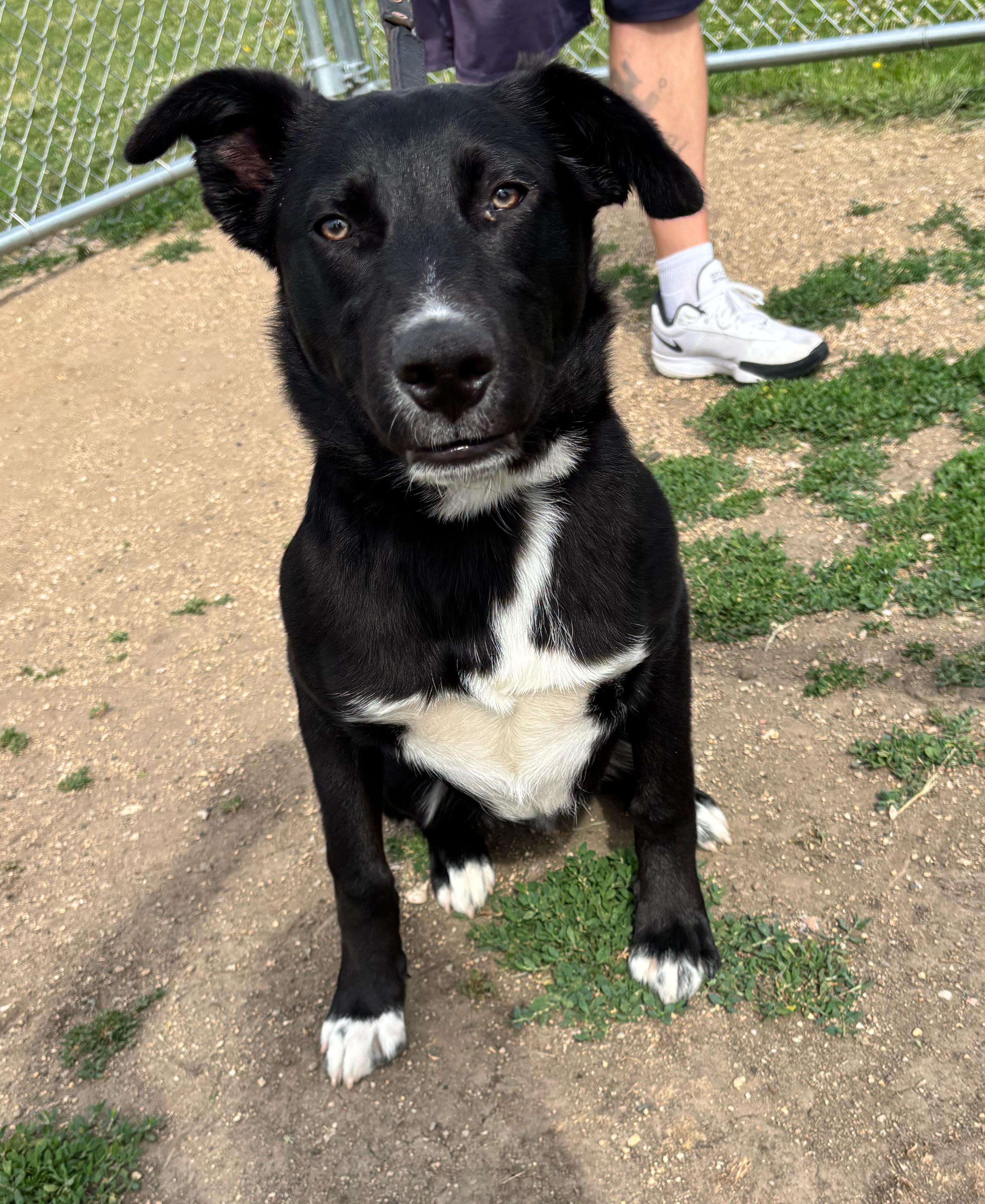 Enlarge Rebel, a ADOPTABLE mixed breed in Rockwell City, IA image 1/2
