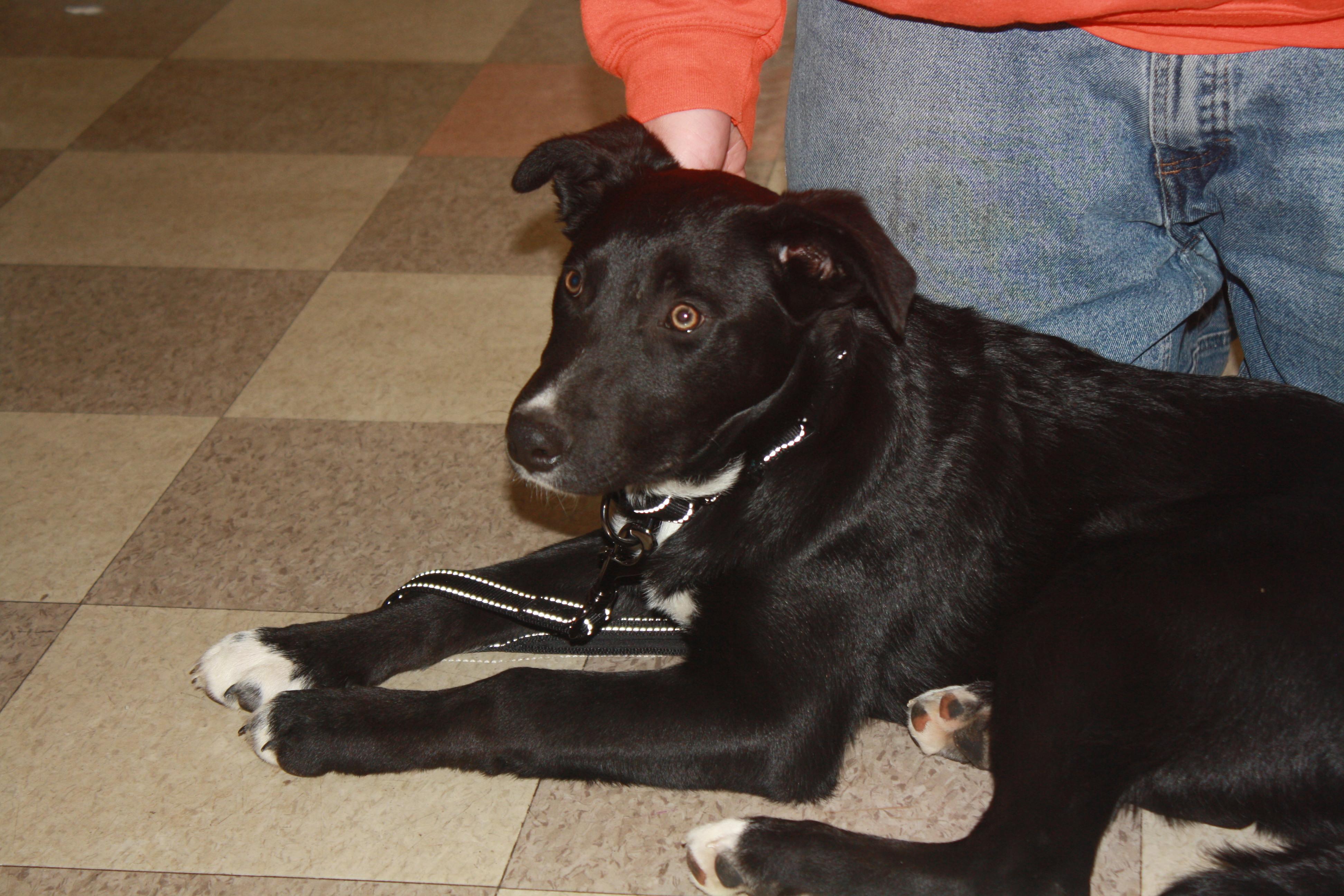 Rebel, ADOPTABLE, Puppy Male Australian Cattle Dog / Blue Heeler & Husky.