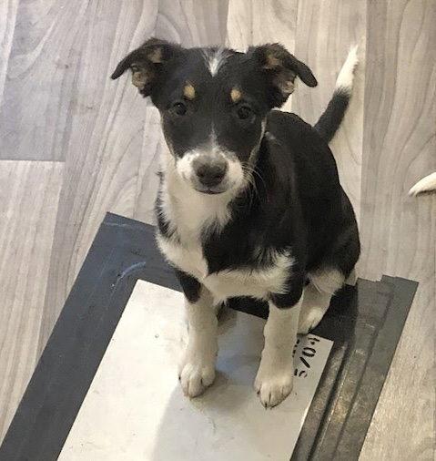 Enlarge Sophie, a Adoptable mixed breed in Winter Park, CO image 2/3