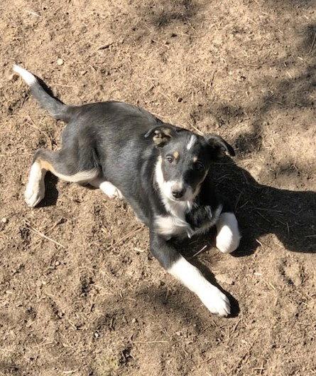 Enlarge Sophie, a Adoptable mixed breed in Winter Park, CO image 3/3
