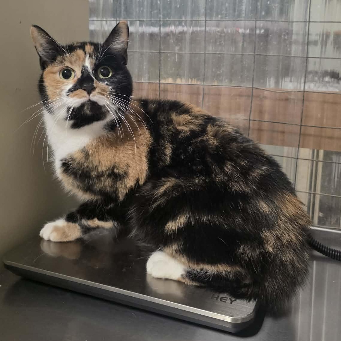 Enlarge Eira, a ADOPTABLE Calico in Shippenville, PA image 2/3