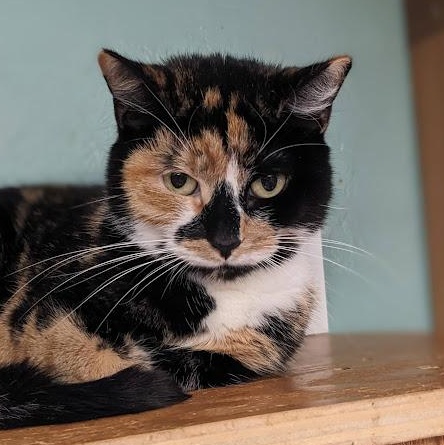 Enlarge Eira, a ADOPTABLE Calico in Shippenville, PA image 1/3