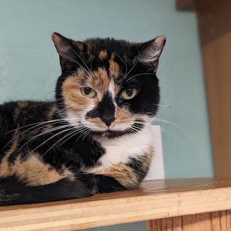 Enlarge Eira, a ADOPTABLE Calico in Shippenville, PA image 3/3