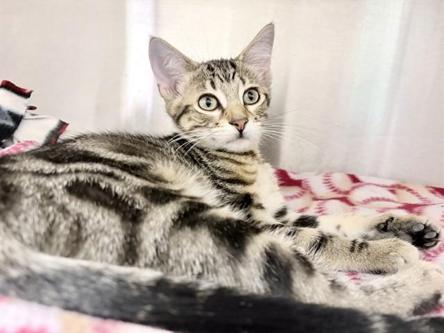 MISSY, Adoptable, Kitten Female Domestic Short Hair.