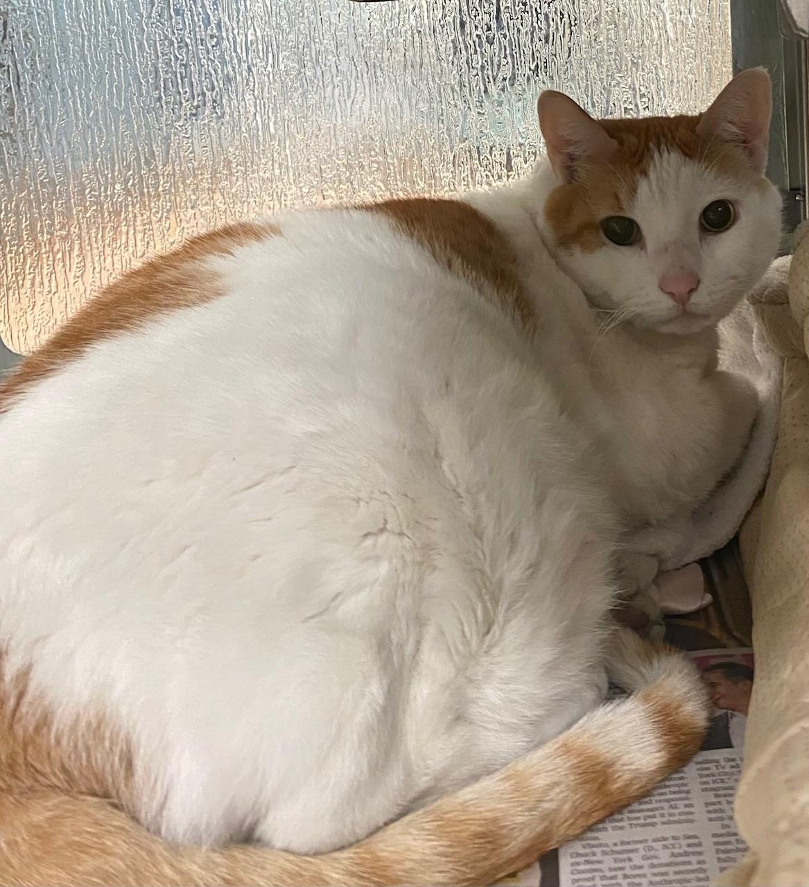 Enlarge Howlbert A216884, an adopted Domestic Short Hair in Plano, TX image 3/3