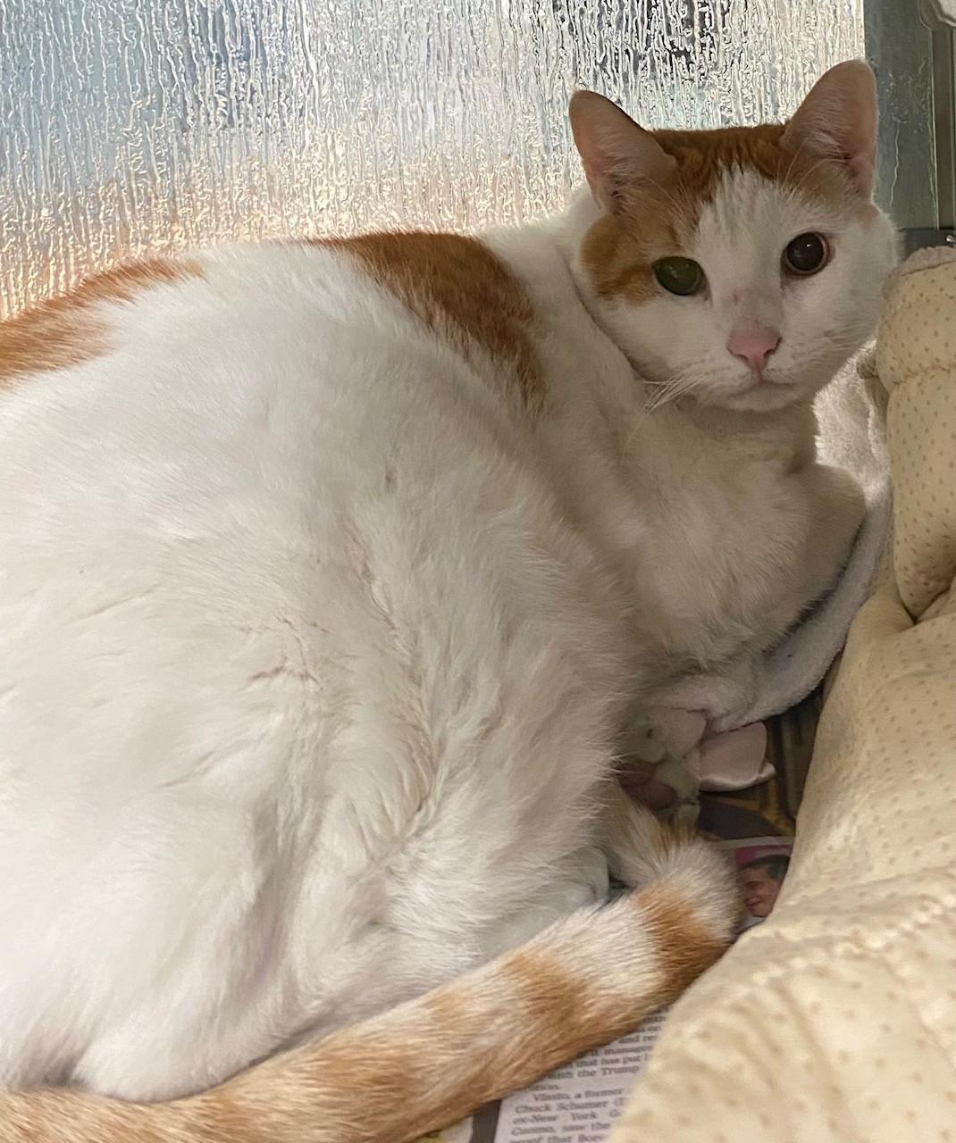 Howlbert A216884, adopted, Adult Male Domestic Short Hair.