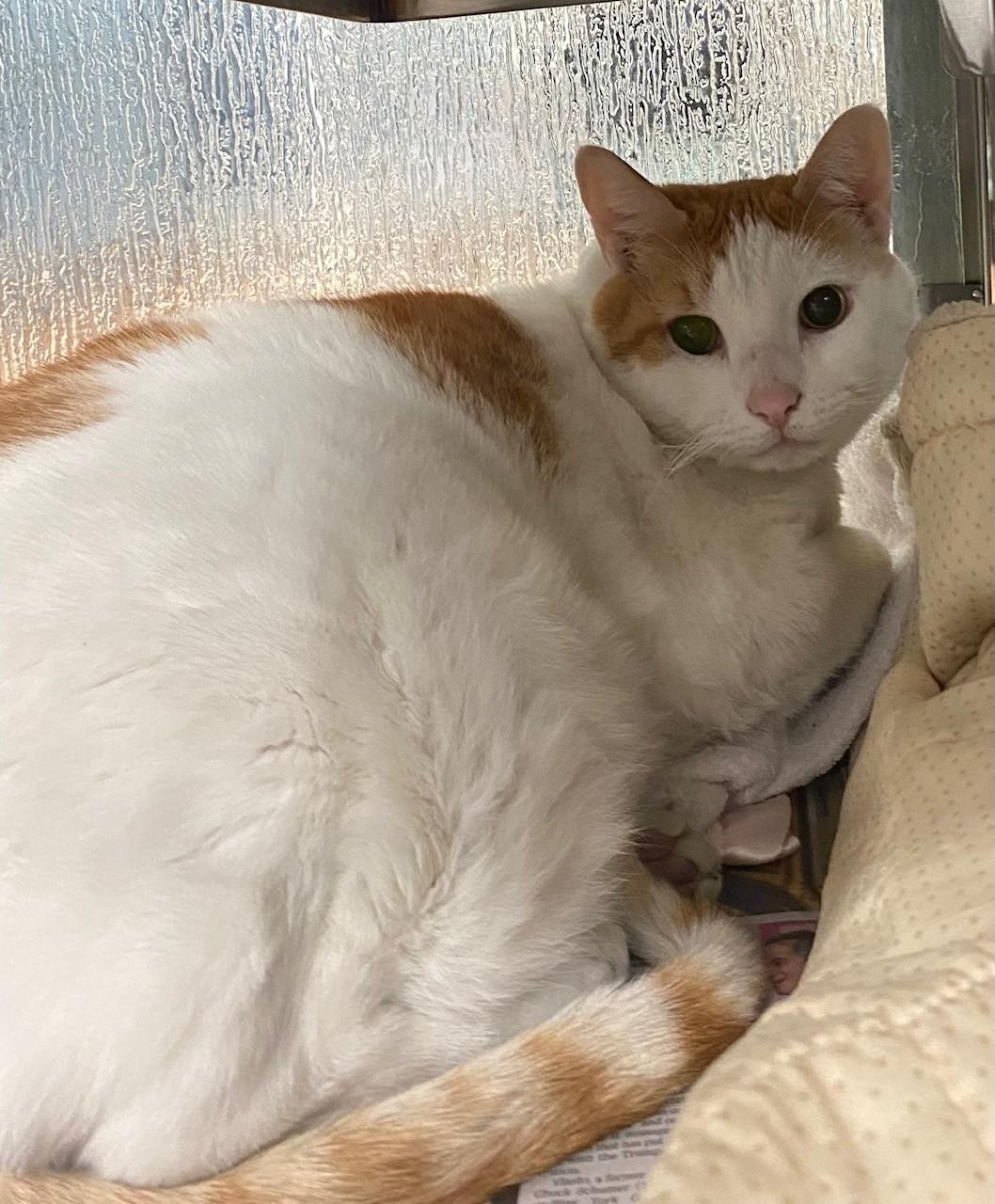 Enlarge Howlbert A216884, an adopted Domestic Short Hair in Plano, TX image 2/3