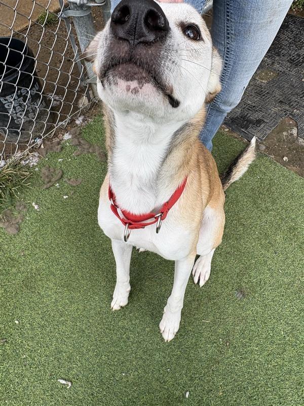 Bo, Adoptable, Senior Male German Shepherd Dog & Hound.