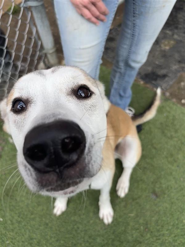 Enlarge Bo, a Adoptable mixed breed in New Kensington, PA image 2/4