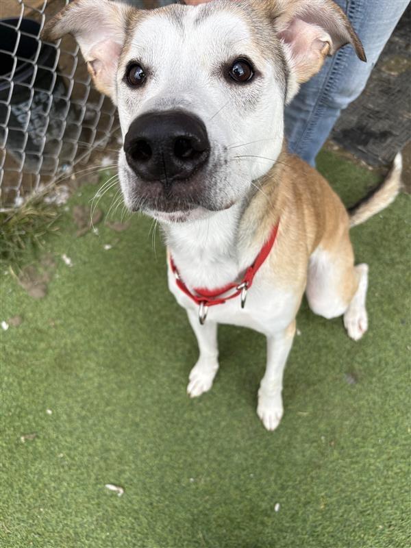 Enlarge Bo, a Adoptable mixed breed in New Kensington, PA image 3/4