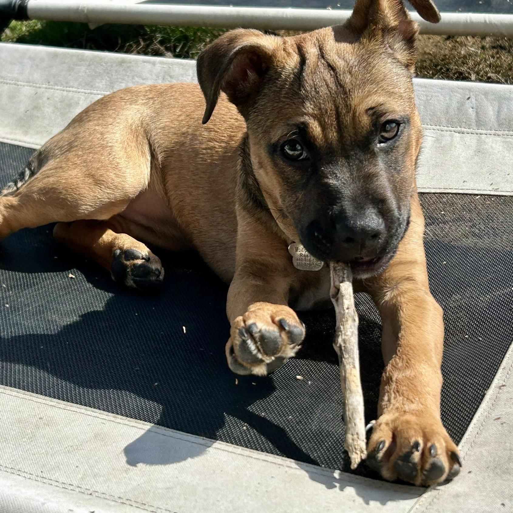 Sonny, ADOPTABLE, Puppy Female Bulldog.
