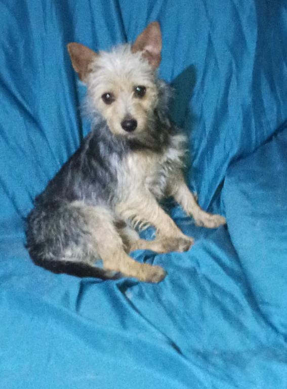Enlarge Millie in TX, a Adoptable Yorkshire Terrier in Cranston, RI image 1/3