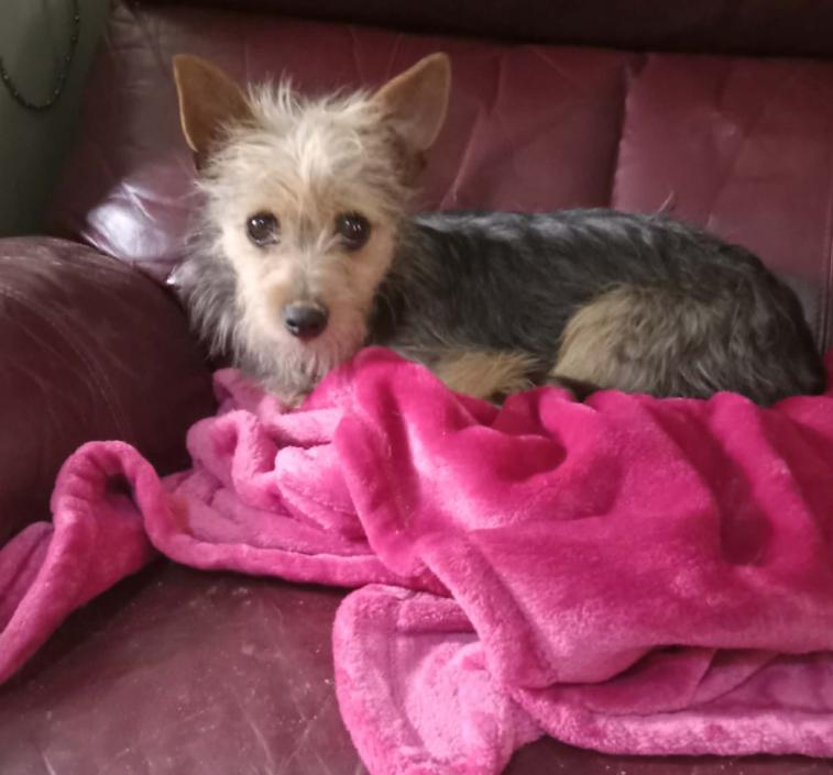 Millie in TX, Adoptable, Young Female Yorkshire Terrier.