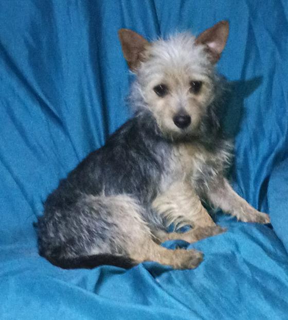 Enlarge Millie in TX, a Adoptable Yorkshire Terrier in Cranston, RI image 3/3