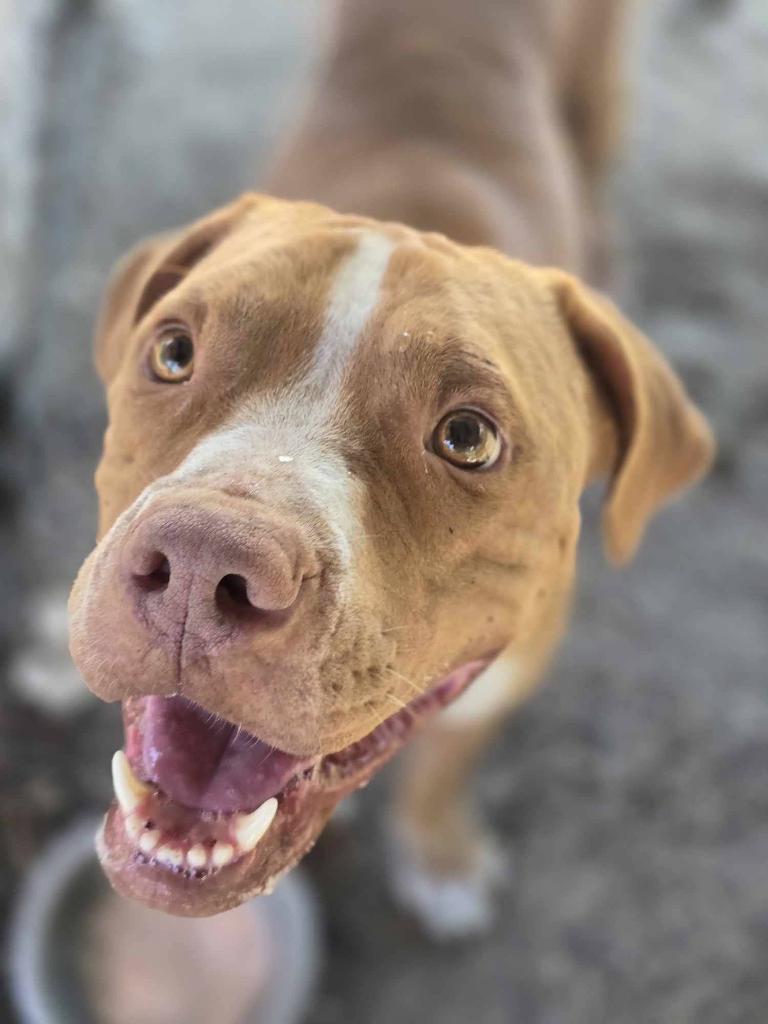 Charlie, Adult Male American Staffordshire Terrier