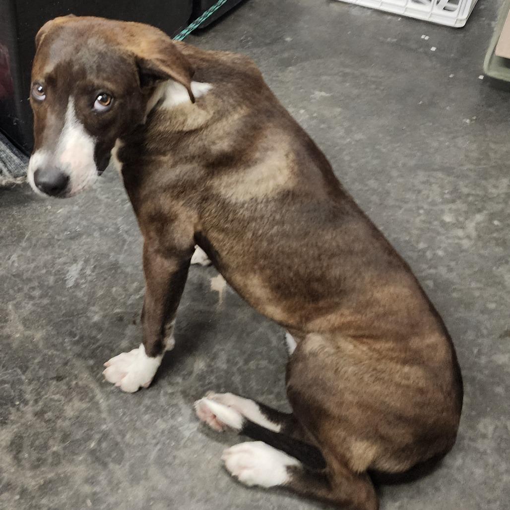 Enlarge Gidget, a Adoptable Mixed Breed in Evensville, TN image 1/5