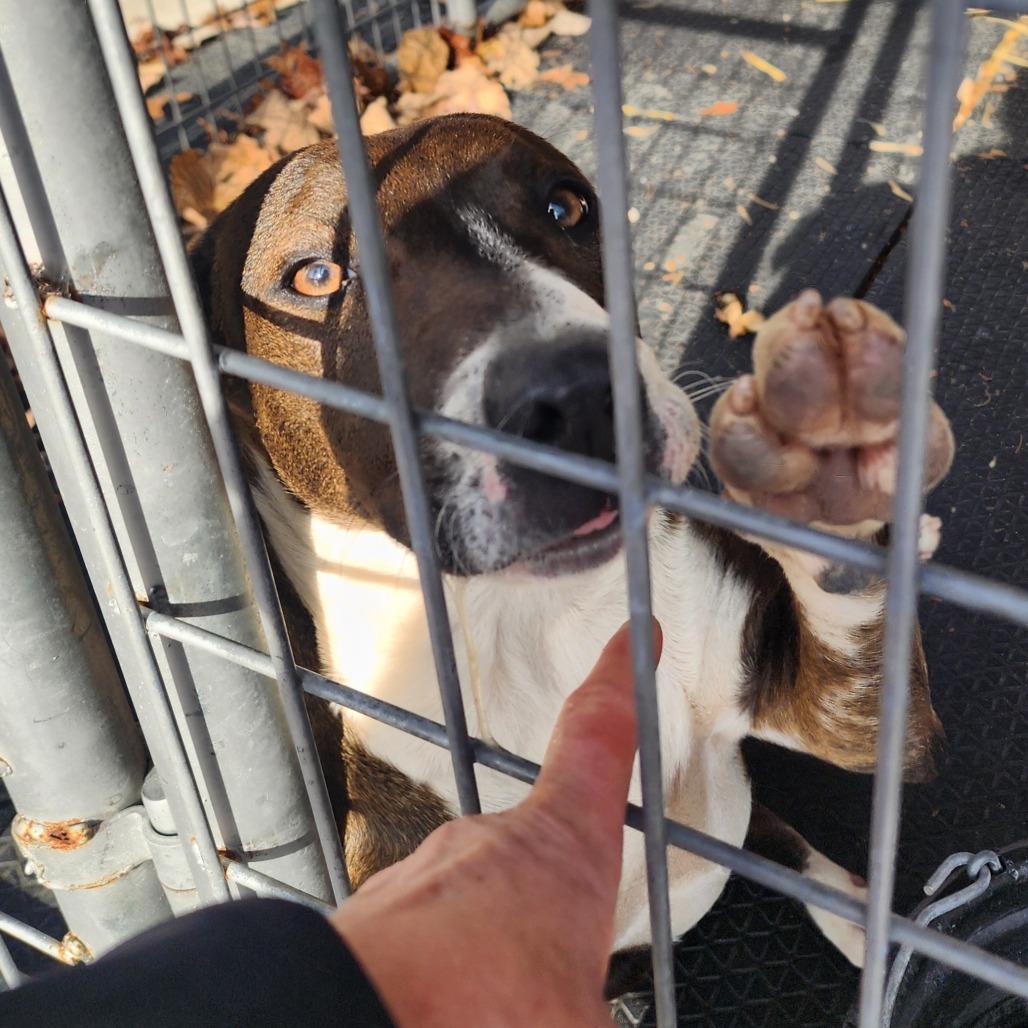 Enlarge Gidget, a Adoptable Mixed Breed in Evensville, TN image 2/5