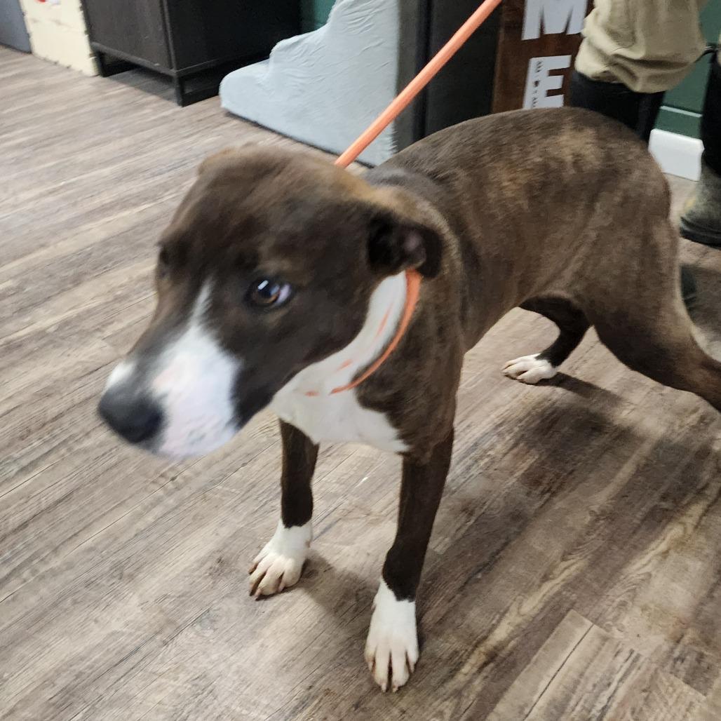 Enlarge Gidget, a Adoptable Mixed Breed in Evensville, TN image 3/5