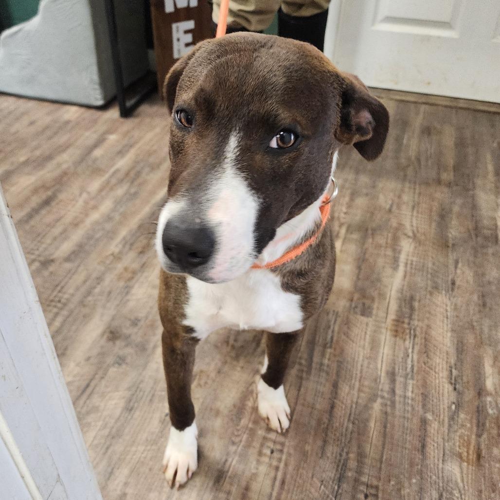 Enlarge Gidget, a Adoptable Mixed Breed in Evensville, TN image 4/5