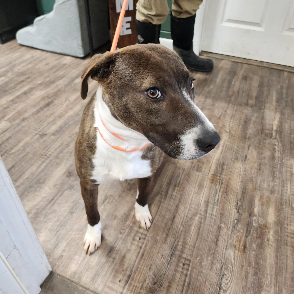 Enlarge Gidget, a Adoptable Mixed Breed in Evensville, TN image 5/5