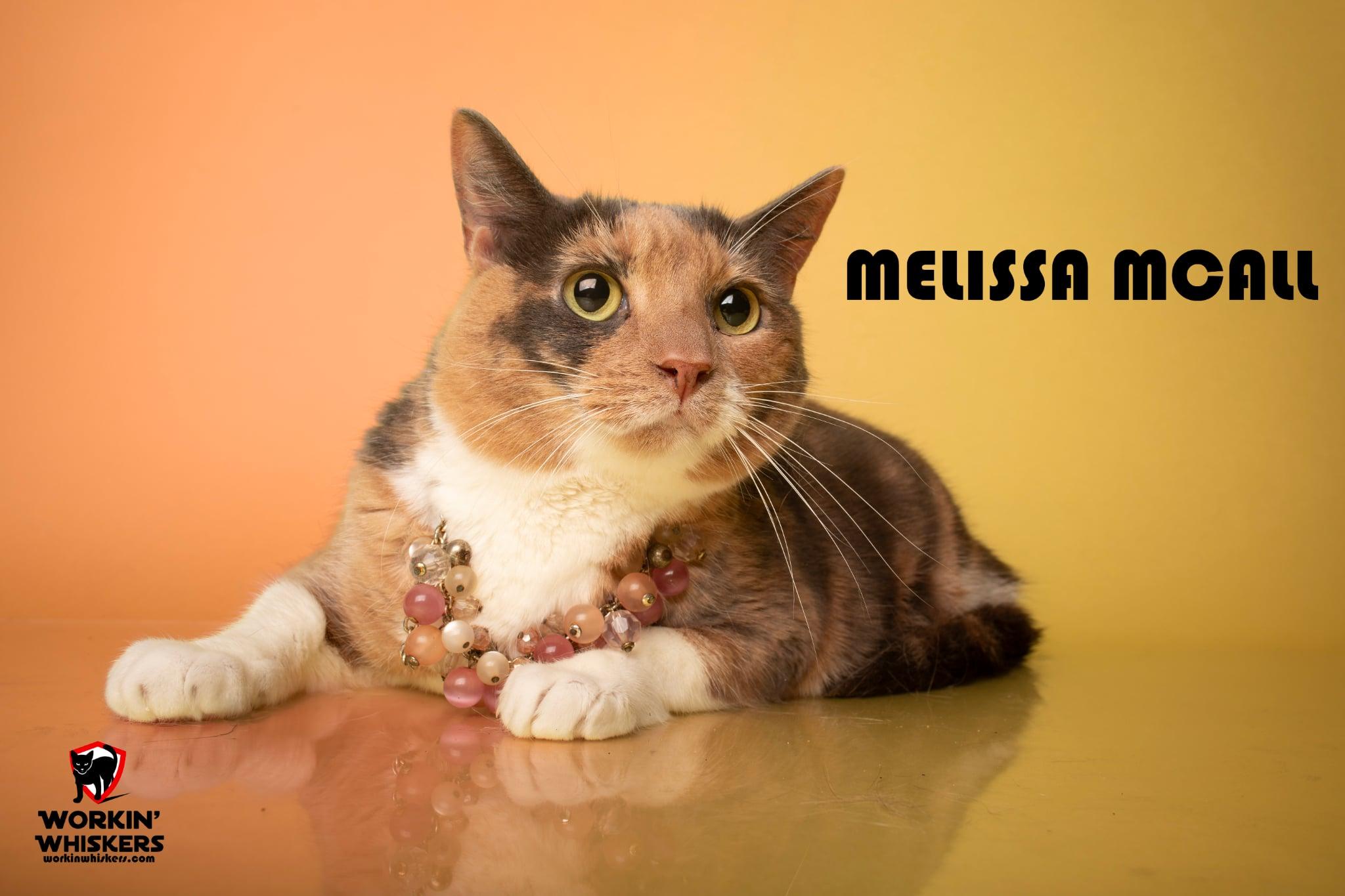 MELISSA McCALL, a Adoptable mixed breed in HEMET, CA image 1/3