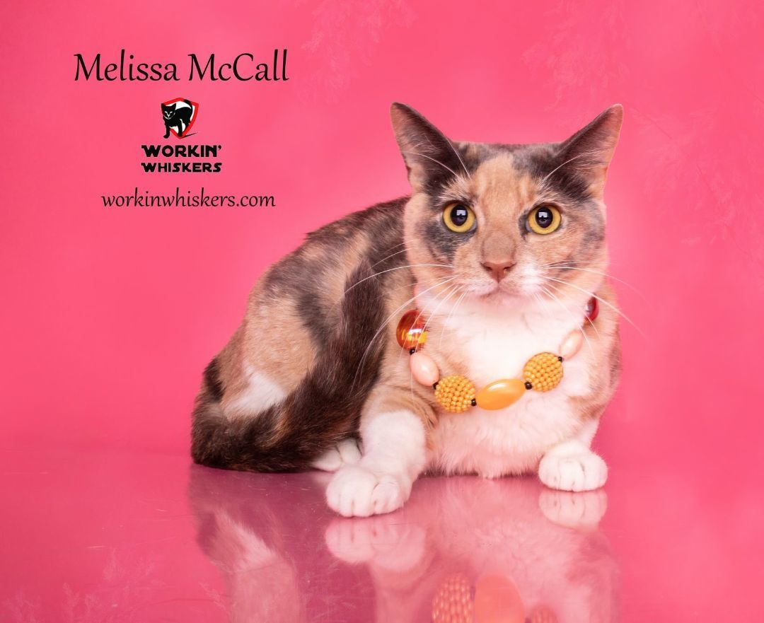 Enlarge MELISSA McCALL, a Adoptable mixed breed in HEMET, CA image 1/2