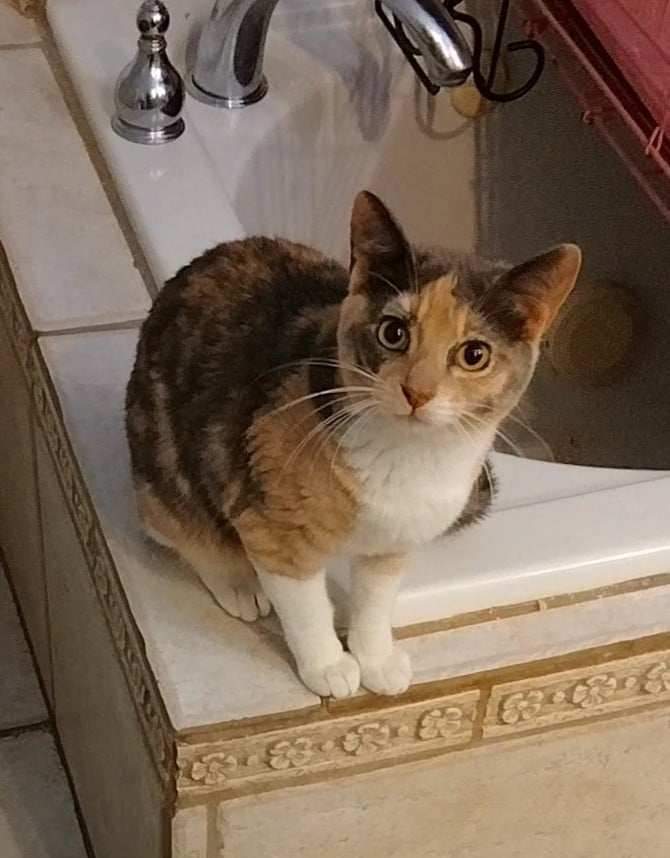 Enlarge MELISSA McCALL, a Adoptable mixed breed in HEMET, CA image 2/2