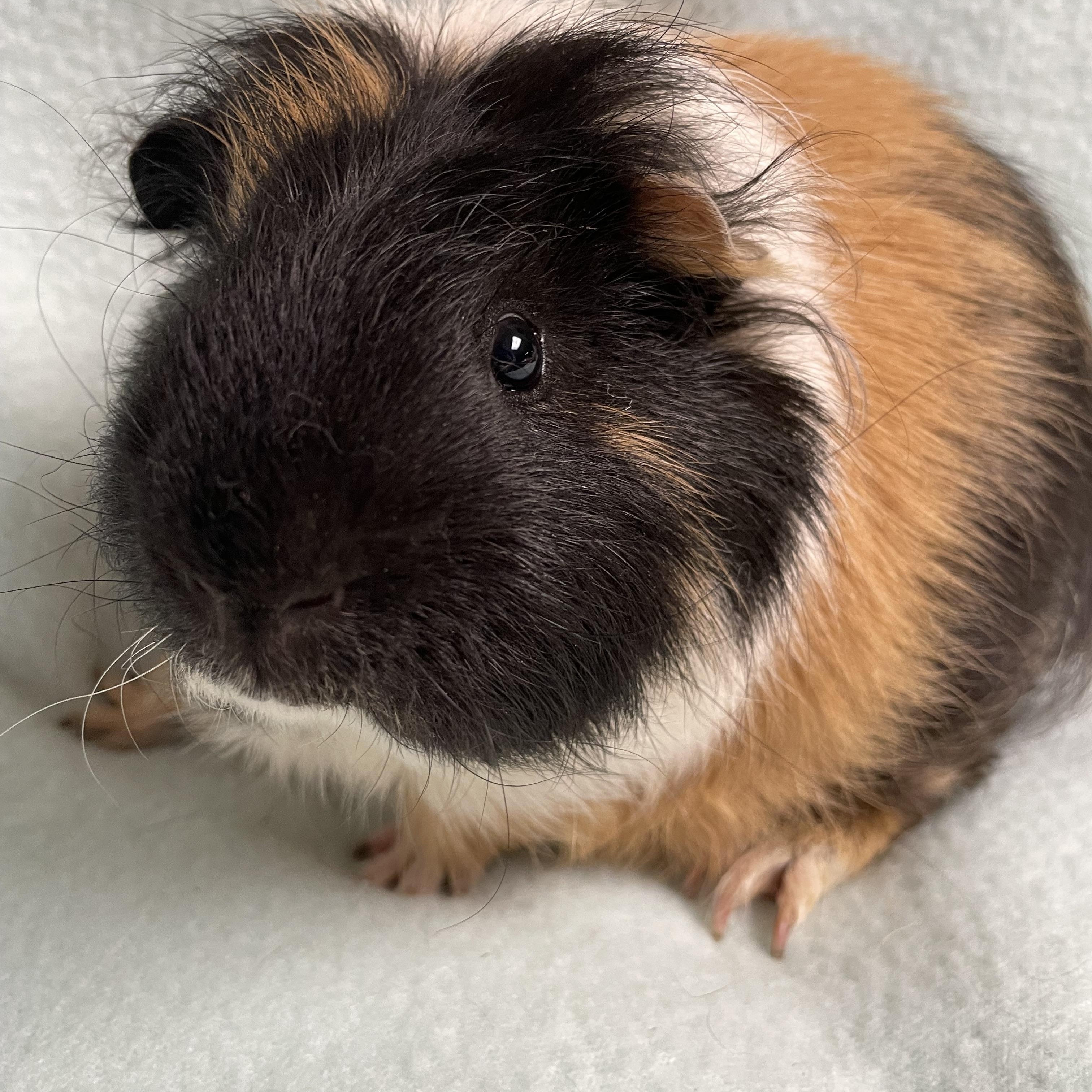 Enlarge Stephen: video!!, an adoptable mixed breed in Edinburg, PA image 1/6