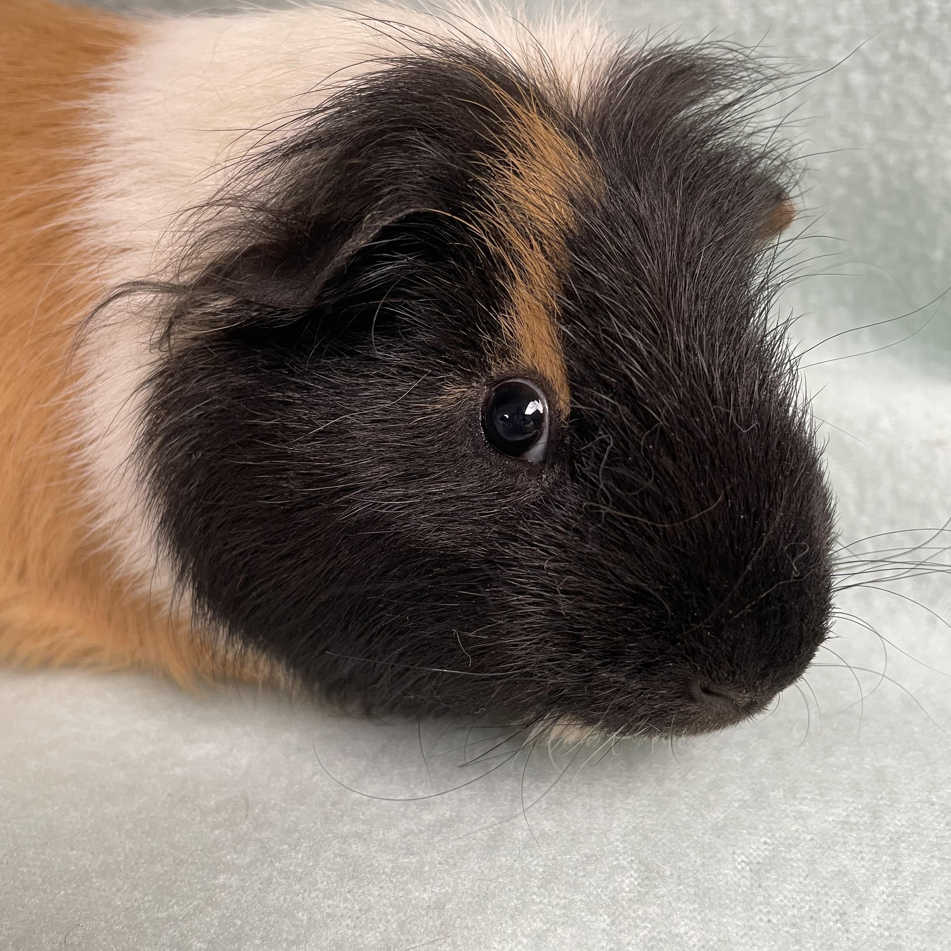 Enlarge Stephen: video!!, an adoptable mixed breed in Edinburg, PA image 3/6