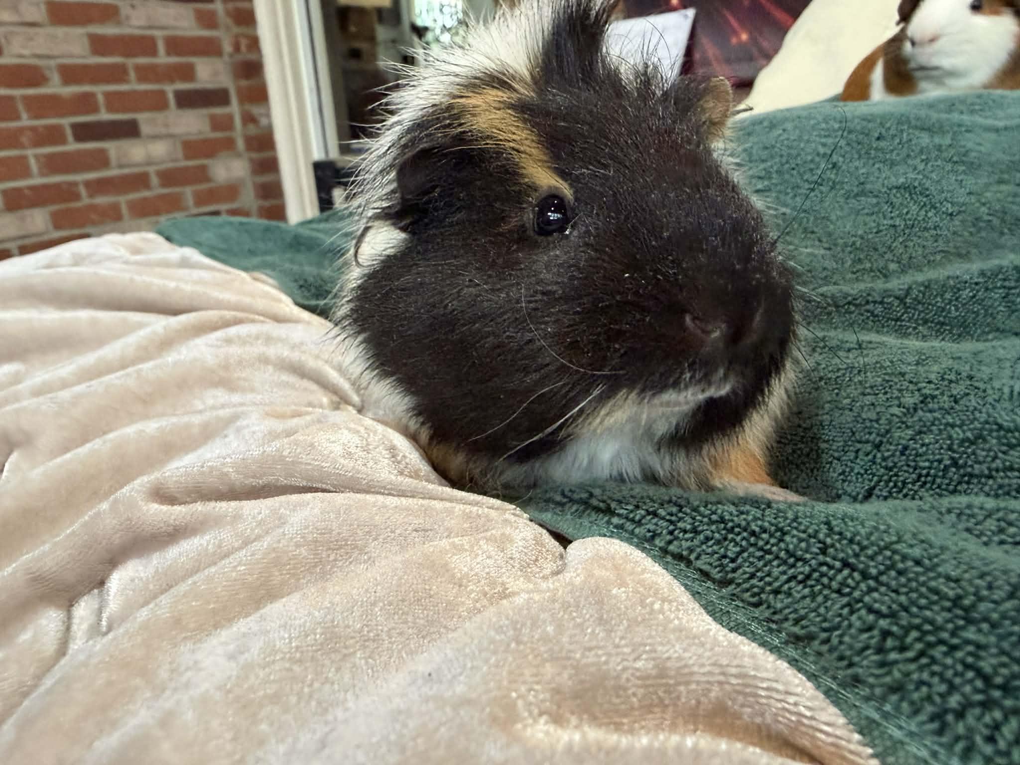 Enlarge Stephen: video!!, an adoptable mixed breed in Edinburg, PA image 6/6