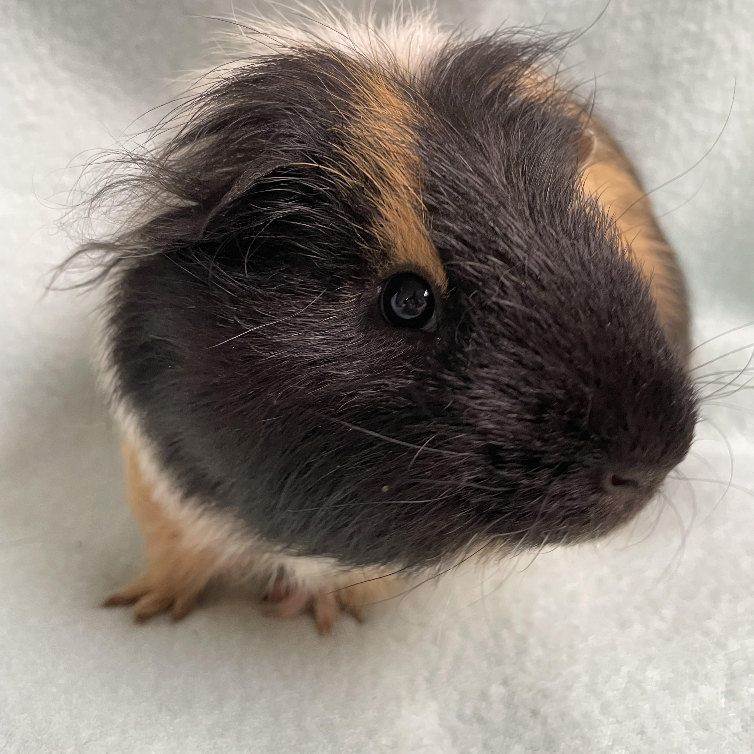 Enlarge Stephen: video!!, an adoptable mixed breed in Edinburg, PA image 2/6