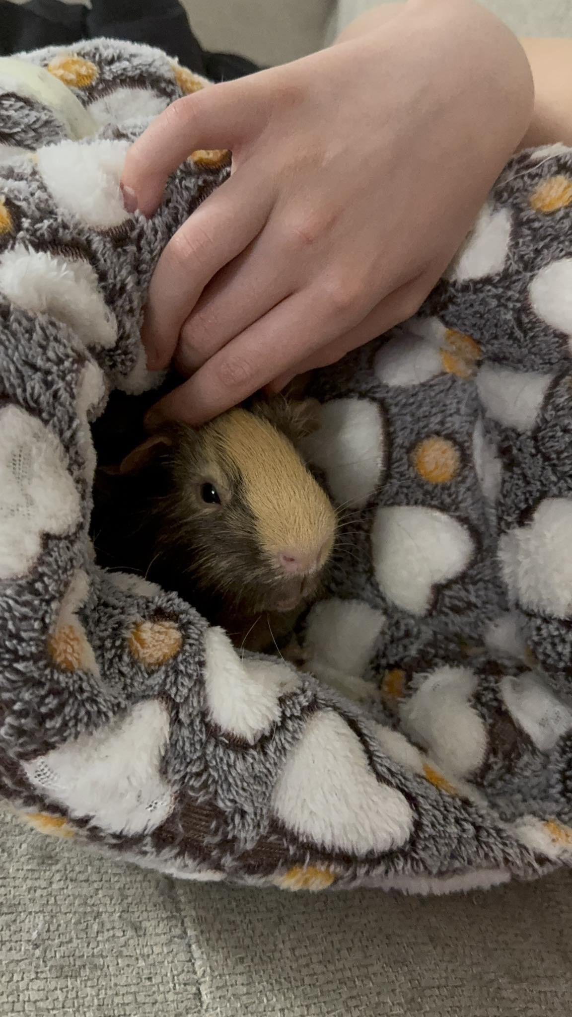 Enlarge Stephen: video!!, an adoptable mixed breed in Edinburg, PA image 5/6