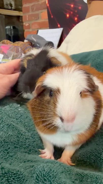 Enlarge Stephen: video!!, an adoptable mixed breed in Edinburg, PA video 6/6