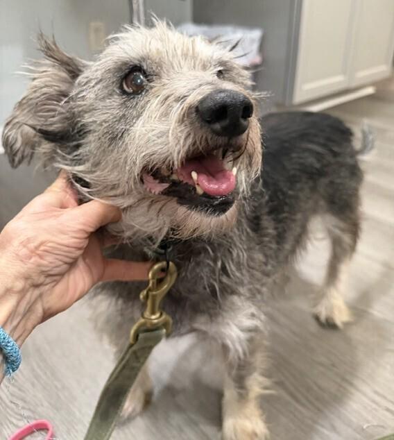 Enlarge Peanut Butter, a Adoptable mixed breed in Washington, DC image 2/5