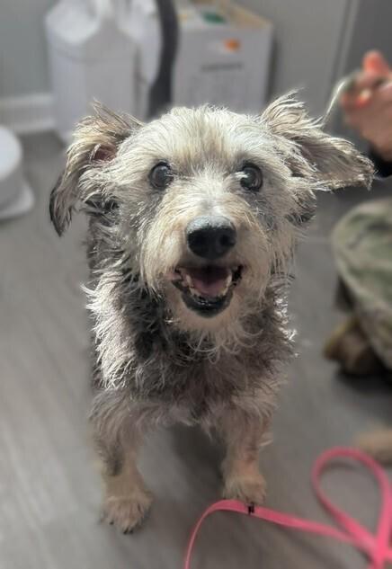 Enlarge Peanut Butter, a Adoptable mixed breed in Washington, DC image 3/5