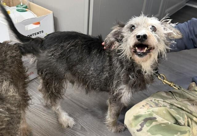Enlarge Peanut Butter, a Adoptable mixed breed in Washington, DC image 4/5