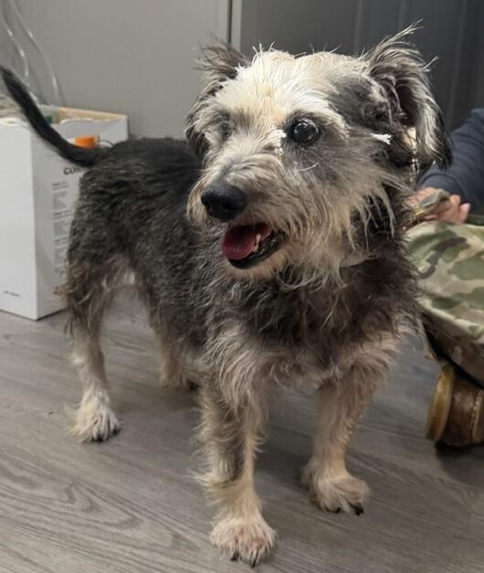 Enlarge Peanut Butter, a Adoptable mixed breed in Washington, DC image 5/5