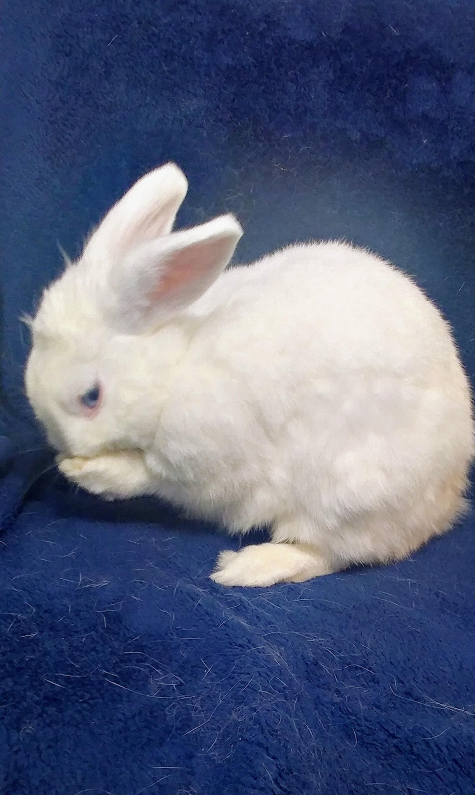 Enlarge Shortcut, an adopted mixed breed in Lake Elsinore, CA image 2/4