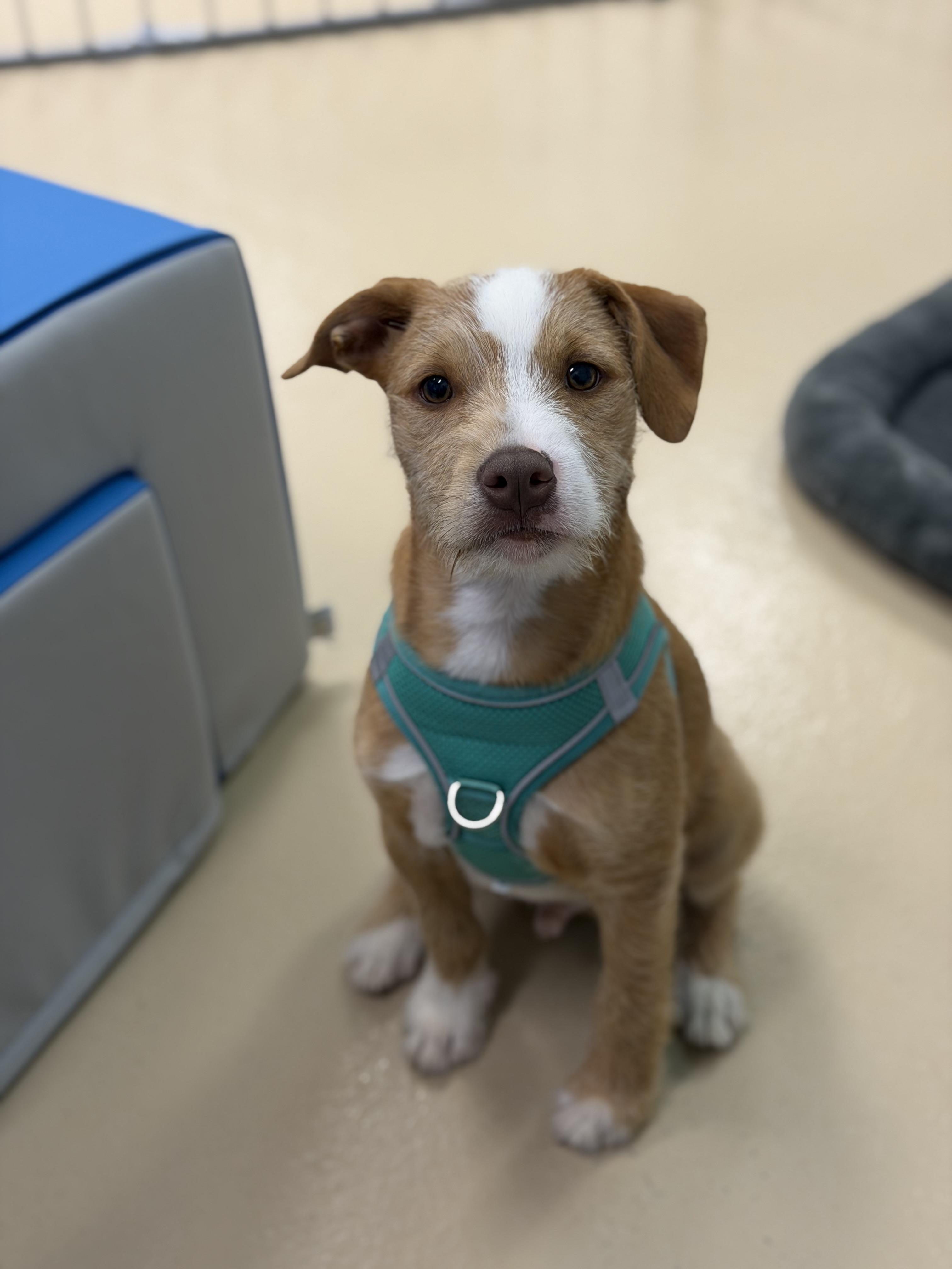 Enlarge Thomas, a ADOPTABLE mixed breed in Oceanport, NJ image 5/5