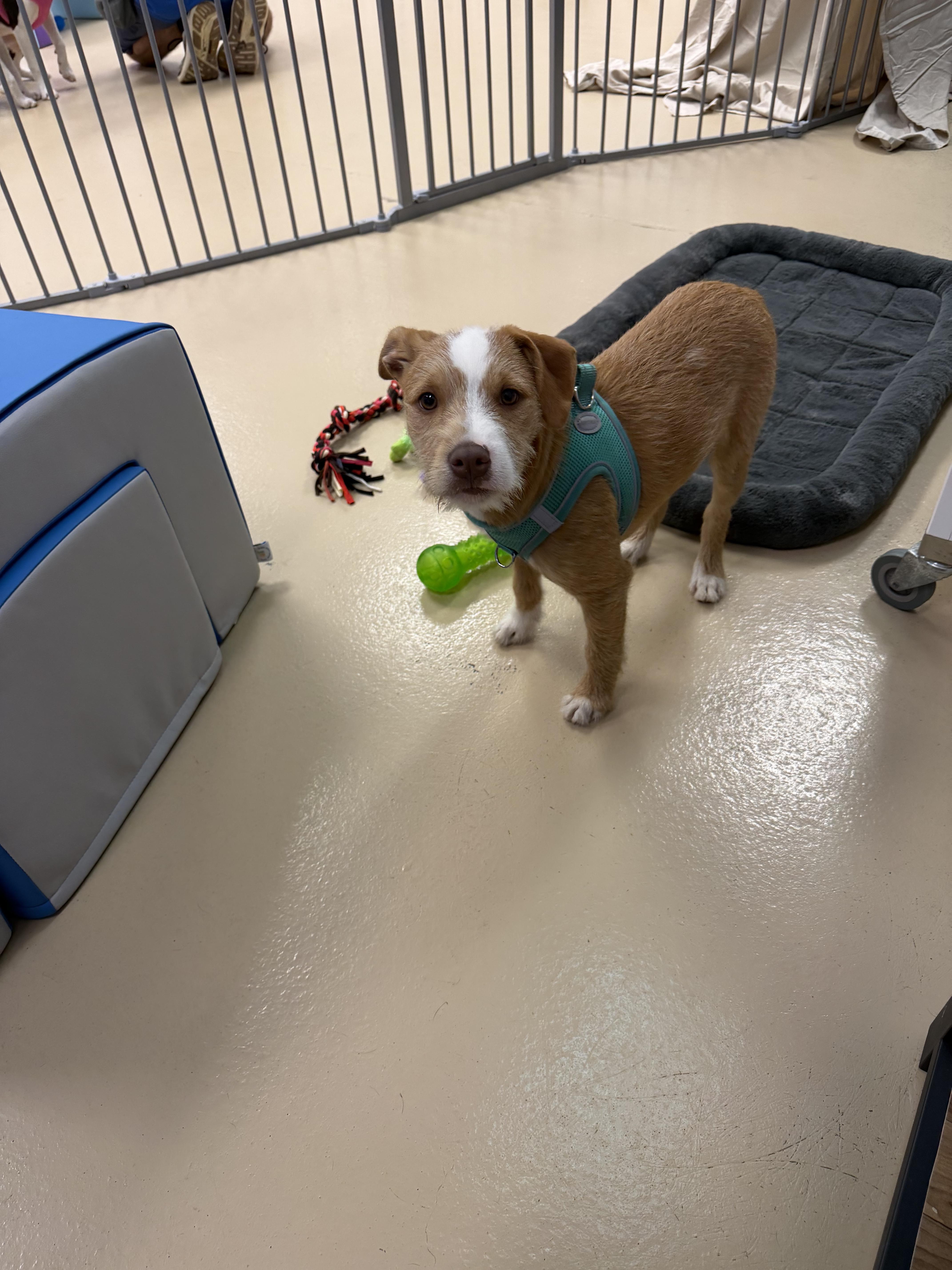 Enlarge Thomas, a ADOPTABLE mixed breed in Oceanport, NJ image 4/5