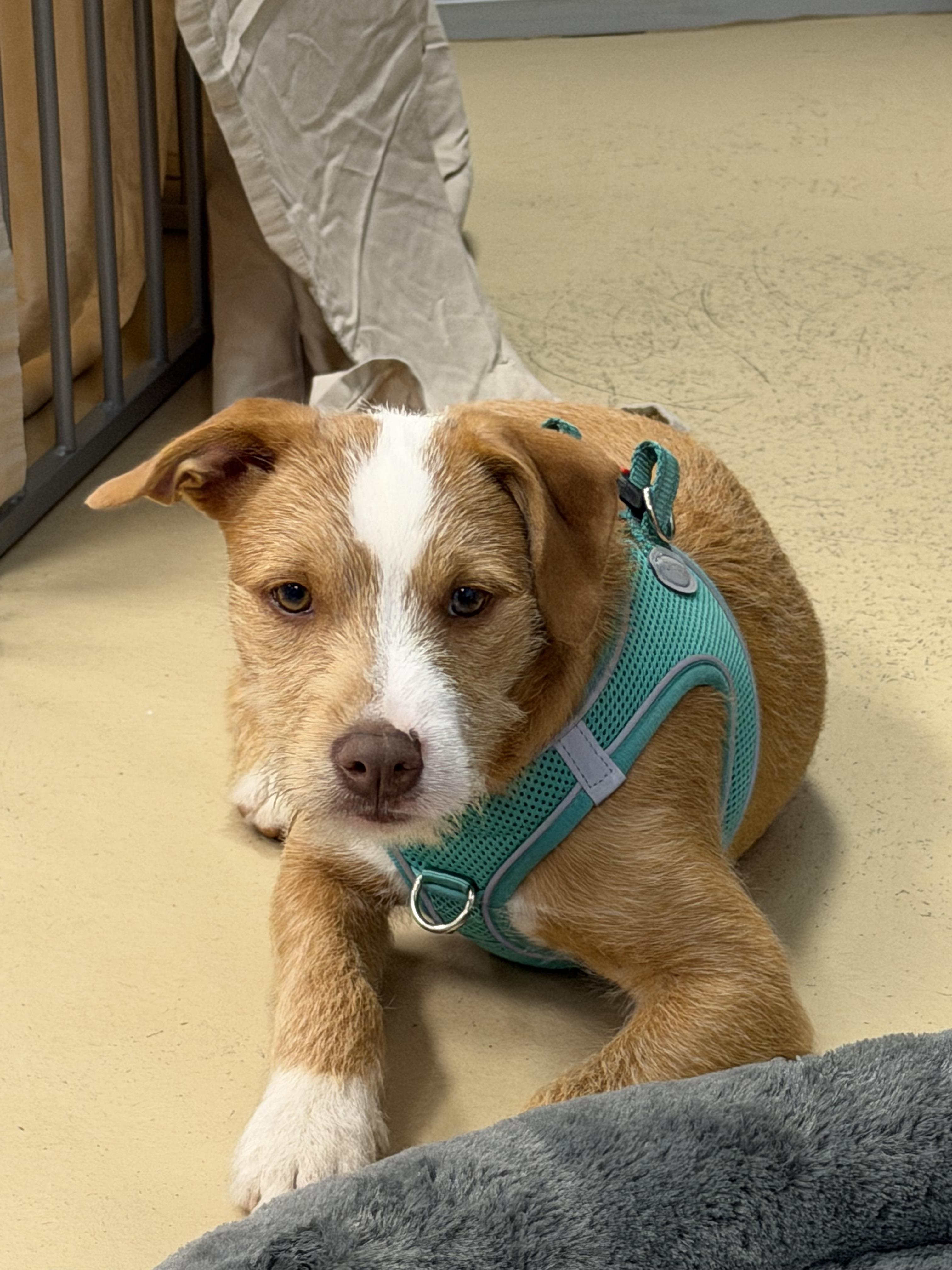 Enlarge Thomas, a ADOPTABLE mixed breed in Oceanport, NJ image 3/5