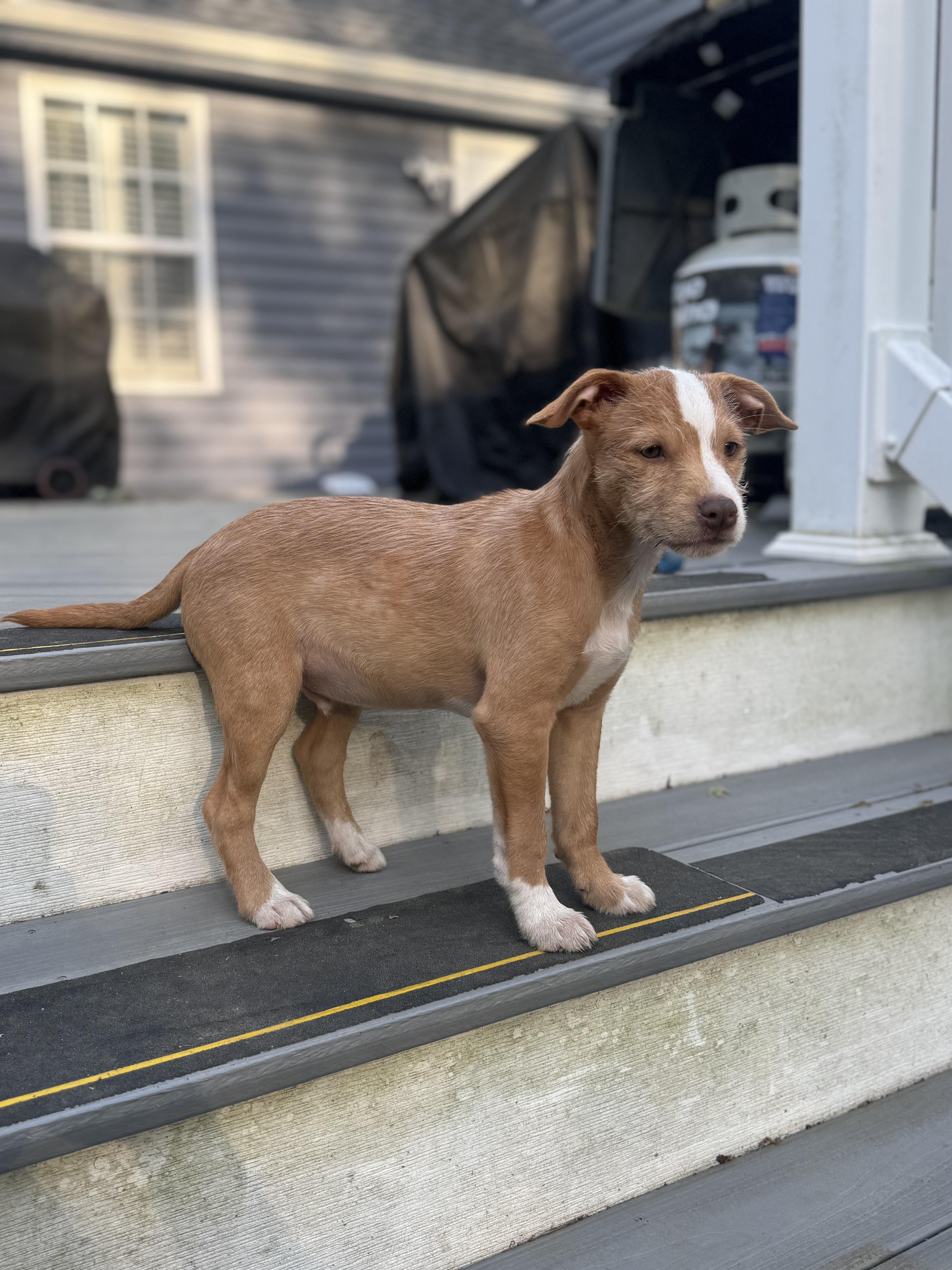 Enlarge Thomas, a ADOPTABLE mixed breed in Oceanport, NJ image 2/5